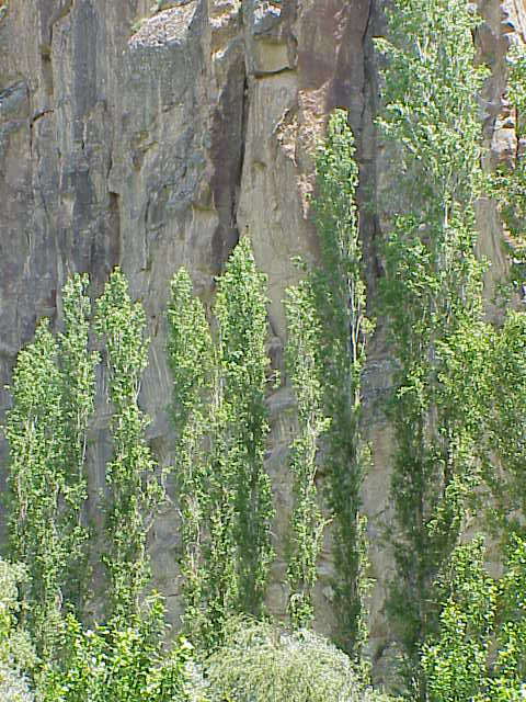   Poplars        Ihlara Valley   Cappadocia